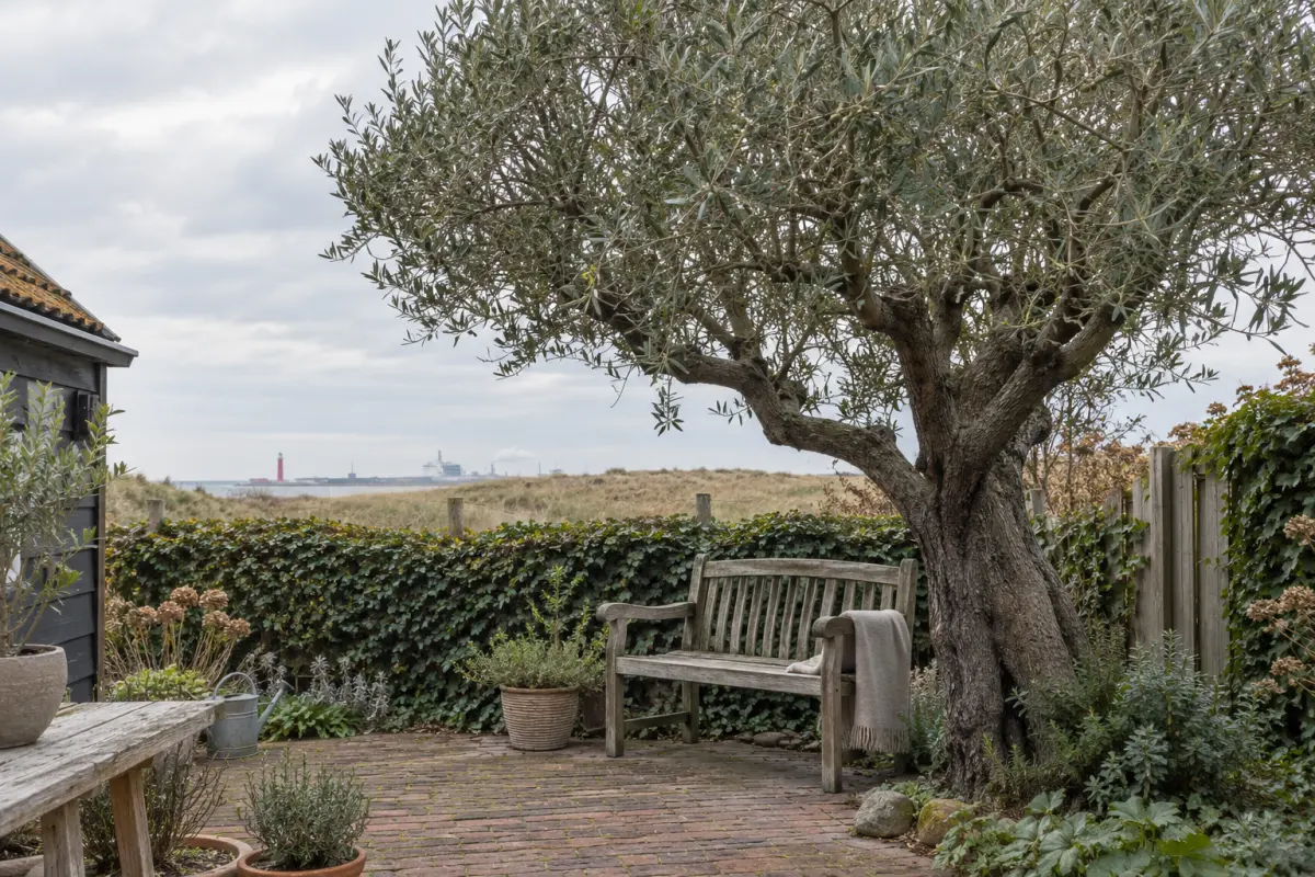 De olijfboom in onze tuin in IJmuiden